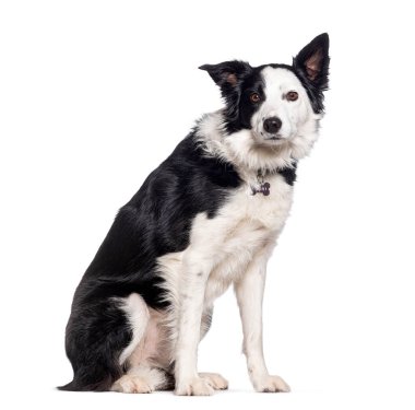 Sınır çoban köpeği oturuyor ve meraklı görünüyor, beyaz üzerinde izole.