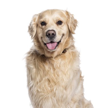 Golden retriever dili dışarıda oturuyor, nefes nefese ve mutlu görünüyor.
