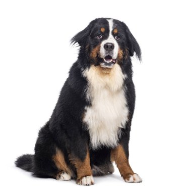 Bernese dağ köpeği beyaz bir arka planda tek başına otururken nefes nefese.