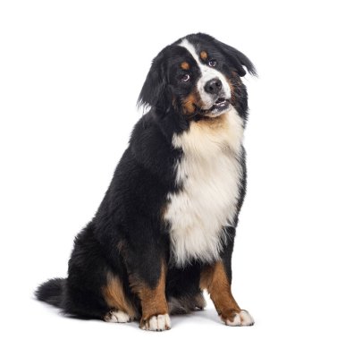 Bernese dağ köpeği oturuyor ve ağzı açık bakıyor.