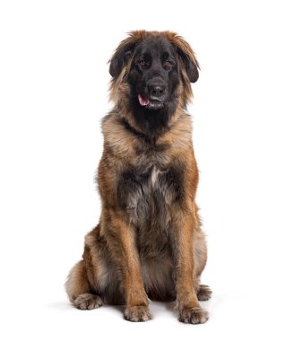 Leonberger köpeği yerde oturuyor, dilini dışarı çıkarıyor ve başka tarafa bakıyor.