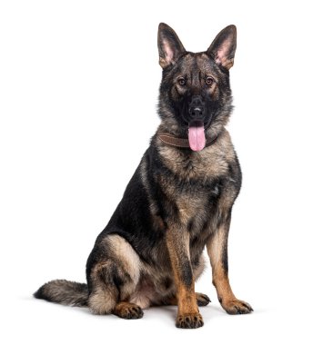 Alman çoban köpeği yerde oturuyor, oyun oynadıktan sonra dilini çıkarıp nefes nefese kalıyor.