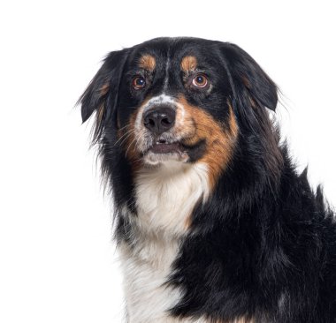 Özenli ifadeli, beyaz tenli, Avustralyalı çoban köpeği.