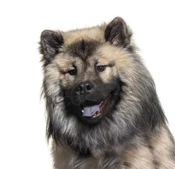 stock image Eurasier dog panting and looking at the camera against a white background