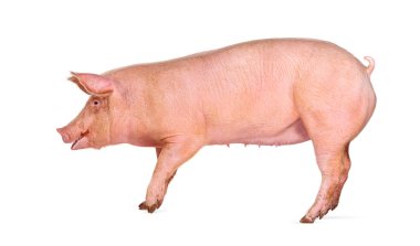 Evcil bir domuzun yan görünüşü, beyaz üzerinde izole edilmiş.