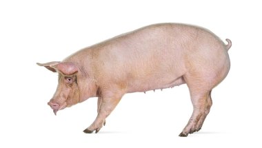 Dilini dışarı çıkaran, bembeyaz bir domuzun yan görünüşü.