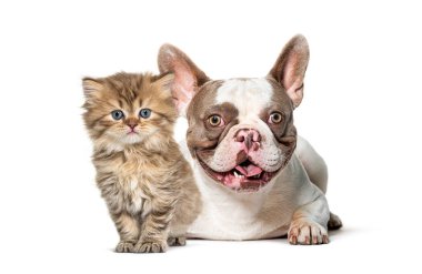 Fransız bulldog ve İngiliz uzun saçlı kedi yavrusu beyaz arka planda birlikte poz veriyorlar.