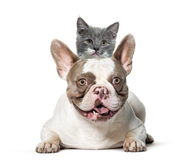 Beyaz bir arka planda sırtüstü oturan sevimli gri bir kedi yavrusuyla yatan Fransız bulldog.