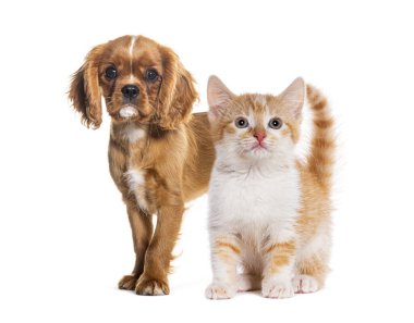 Şövalye Kral Charles köpek yavrusu ve kızıl kedi beyaz arka planda duruyorlar.