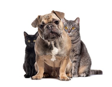Fransız bulldog siyah bir kedi ile beyaz bir arka planda gri bir kedi yavrusu arasında oturuyor.
