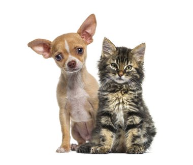 Chihuahua köpeği ve beyaz bir arka planda oturan Norveç orman kedisi.