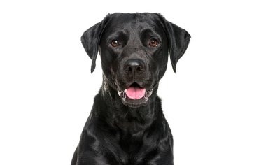 Mutlu soluyan siyah Labrador köpeğinin yakın çekimi kameraya bakıyor, beyaz üzerinde izole edilmiş,