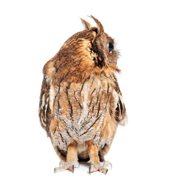 Tropikal bir baykuş profili, Megasops choliba, beyaz üzerinde izole edilmiş.