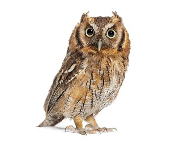 portrait of a Tropical screech owl, Megascops choliba, looking at the camera, isolated on white clipart