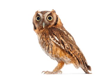 Side view of a Tropical screech owl, Megascops choliba, isolated on white clipart