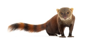 Ring-tailed vontsira or ring-tailed mongoos, Galidia elegans, isolated on white clipart