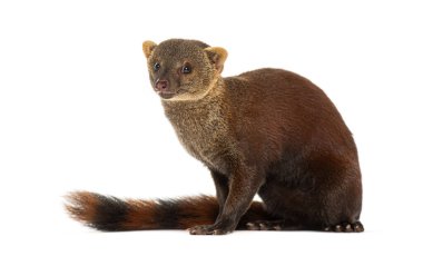 Halka kuyruklu vontsira veya halka kuyruklu mongoos, Galidia elegans, beyaz üzerine izole