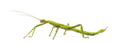 Giant Caribbean stick insect, Diapherodes gigantea, Phasmatodea isolated on white clipart