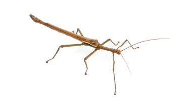 Erkek Dev Karayip Çubuk Böceği, Diapherodes Dev Çayı, Phasmatodea