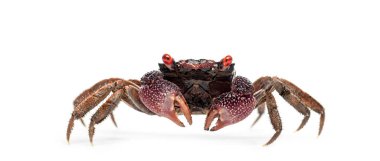 Kırmızı gözlü erkek Cava vampir yengeci, Geosesarma tiomanicum, beyaz arka planda yürüyor.