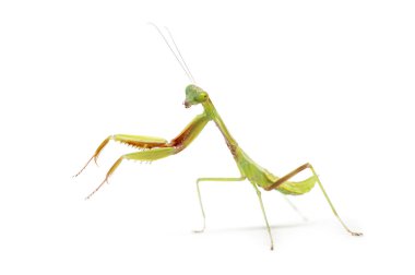 Avustralya Devi Mantid Nymph sahne 3, 3, Hiyerodula majuscula, beyaz üzerine izole edilmiş.