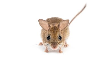 Spinifex hopping mouse, Notomys alexis, standing on a white background looking forward clipart