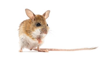 Spinifex zıplayan fare, Notomy Alexis, pençeleriyle ağzını yıkıyor.