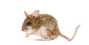 Spinifex sıçrayan fare, Notomy Alexis, karenin sağına bakıyor ve ayakta duruyor.