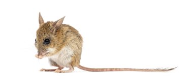 Spinifex sıçrayan fare, Notomy Alexis beyaz arka planda kendini tımar ediyor