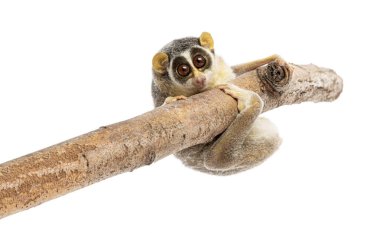 Gray slender loris, Loris lydekkerianus, carefully balancing on a branch, its large eyes gazing intently clipart