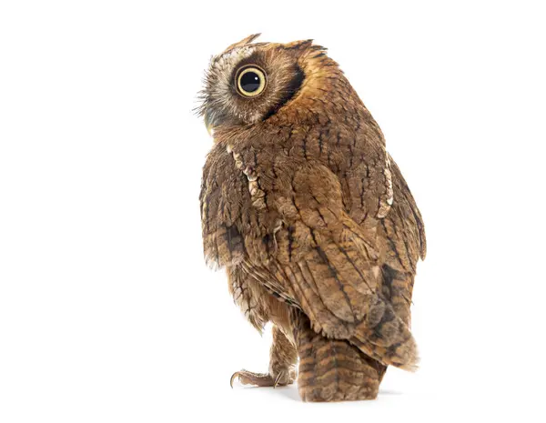 Stock image Back view of a Tropical screech owl, Megascops choliba, looking back, isolated on white