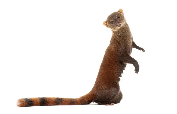 stock image Ring-tailed vontsira or ring-tailed mongoos, Galidia elegans, isolated on white