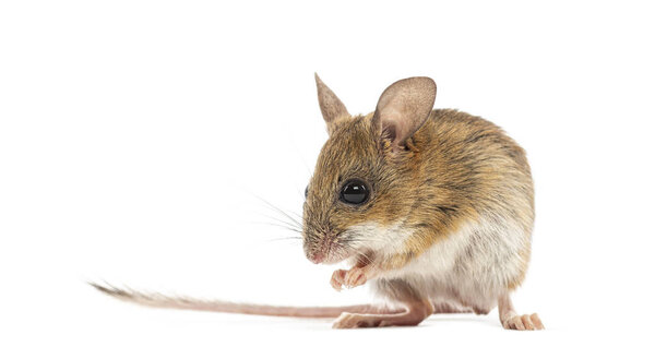 Spinifex прыгающая мышь, Notomys alexis, мыть морду лапами