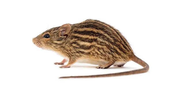 stock image Barbary striped grass mouse, Lemniscomys barbarus, standing still on a white background