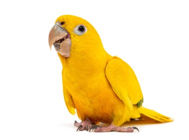Altın muhabbet kuşu ya da altın conure, Guaruba guarouba, beyaz üzerine izole edilmiş.