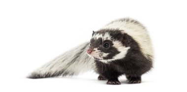 Sahra çizgili kokarca, Ictonyx libycus, beyaz üzerine izole edilmiş.