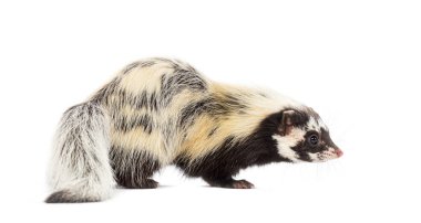 Sahra çizgili kokarca, Ictonyx libycus, beyaz üzerinde izole