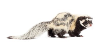 Side view of Saharan striped polecat, Ictonyx libycus, isolated on white clipart