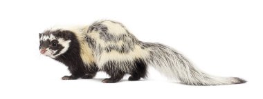 Sahra çizgili kokarca, Ictonyx libycus, beyaz üzerine izole edilmiş.