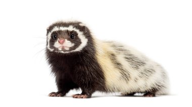 Sahra çizgili kokarca, Ictonyx libycus, beyaz üzerinde izole