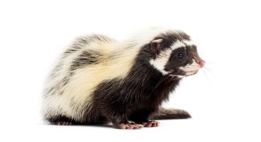 Sahra çizgili kokarca, Ictonyx libycus, beyaz üzerine izole edilmiş.