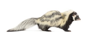 Sahra çizgili kokarca, Ictonyx libycus, beyaz üzerinde izole