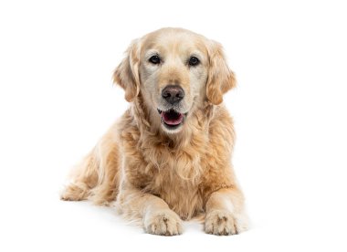 Eski Golden Retriever kamera önünde yatıyor; ağız açık, izole
