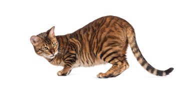 Oyuncak kedi, beyaz arka planda izole edilmiş, ilgiyle çömelmiş ve başka tarafa bakıyor.