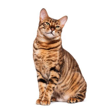 Oyuncak kedi oturuyor ve beyaz arka planda merakla yukarı bakıyor.