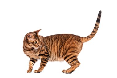 Beyaz arka planda duran ve geriye bakan meraklı bir oyuncak kedi.