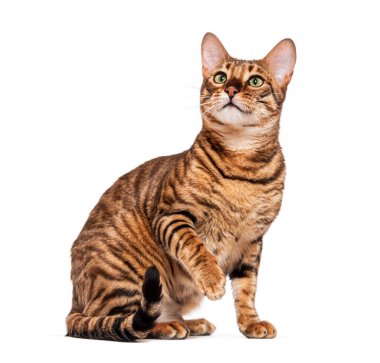 Kahverengi çizgili kürklü oyuncak kedi beyaz arka planda oturuyor ve patilerini kaldırıyor.