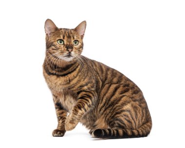 Oyuncak kedi oturuyor ve beyaz arka plana bakıyor.