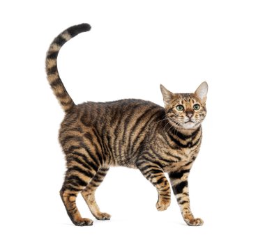 Oyuncu kısa saçlı oyuncak kedi beyaz bir arka planda duruyor ve kuyruğunu sallıyor