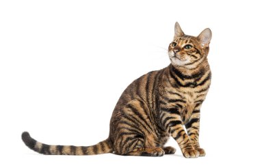 Oyuncak kedi oturuyor ve beyaz bir arka planla yukarı bakıyor.